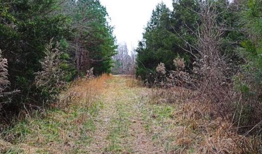 Photo of 21.87 + / - ac Timberland / Farmland for Sale in Chatham County, NC