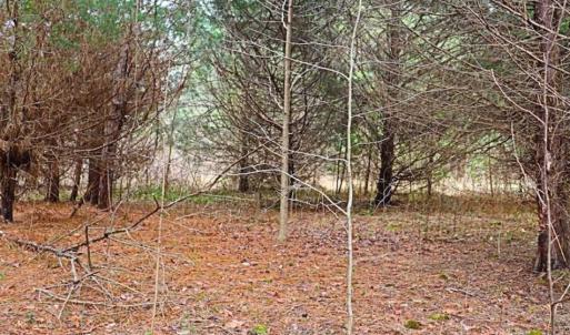 Photo of 21.87 + / - ac Timberland / Farmland for Sale in Chatham County, NC