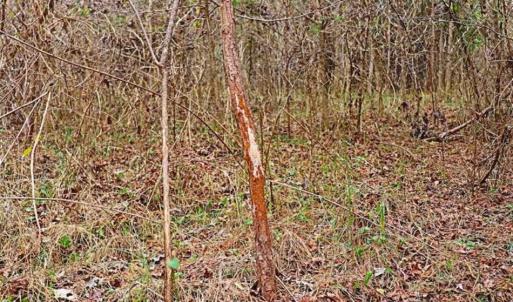 Photo of 21.87 + / - ac Timberland / Farmland for Sale in Chatham County, NC