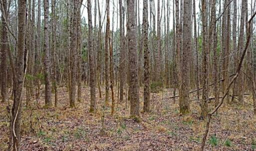 Photo of 21.87 + / - ac Timberland / Farmland for Sale in Chatham County, NC