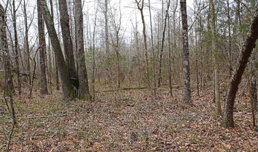 Photo of 21.87 + / - ac Timberland / Farmland for Sale in Chatham County, NC