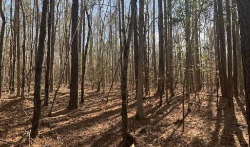 Photo of UNDER CONTRACT!!  25.07 Acres of Residential and Timber Land For Sale in Nash County NC!