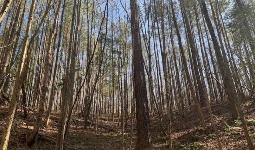 Photo of UNDER CONTRACT!!  25.07 Acres of Residential and Timber Land For Sale in Nash County NC!