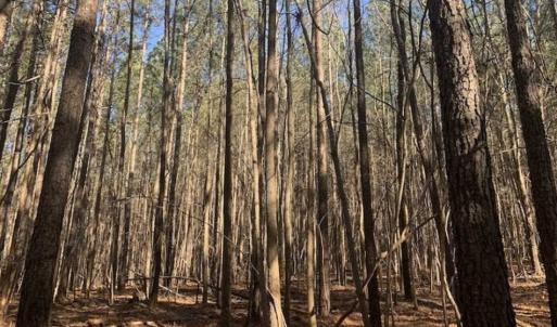 Photo of UNDER CONTRACT!!  25.07 Acres of Residential and Timber Land For Sale in Nash County NC!