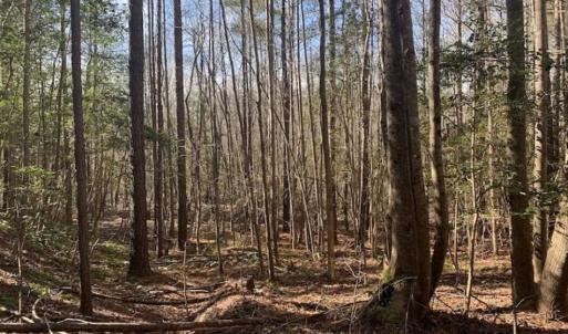 Photo of UNDER CONTRACT!!  25.07 Acres of Residential and Timber Land For Sale in Nash County NC!