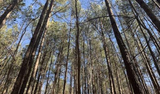 Photo of UNDER CONTRACT!!  25.07 Acres of Residential and Timber Land For Sale in Nash County NC!
