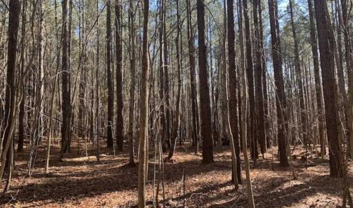 Photo of UNDER CONTRACT!!  25.07 Acres of Residential and Timber Land For Sale in Nash County NC!