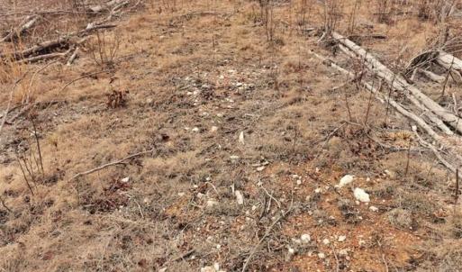 Photo of 10 + / -  acres of Residential/Timberland For Sale in Chatham County NC!