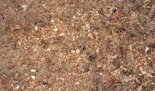 Photo of 16 + / -  acres of Residential/Timberland For Sale in Chatham County NC!