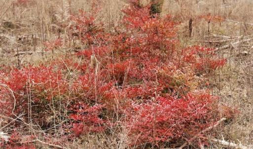 Photo of 22 + / - acres of Residential/Timberland For Sale in Chatham County NC!