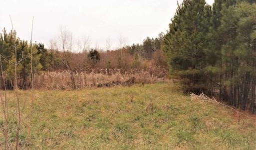 Photo of 22 + / - acres of Residential/Timberland For Sale in Chatham County NC!