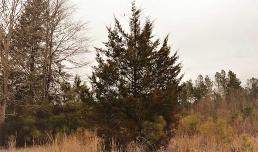 Photo of 22 + / - acres of Residential/Timberland For Sale in Chatham County NC!