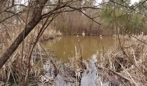 Photo of 22 + / - acres of Residential/Timberland For Sale in Chatham County NC!