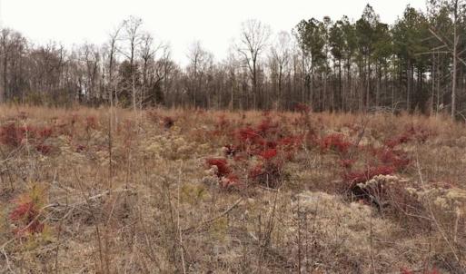 Photo of 22 + / - acres of Residential/Timberland For Sale in Chatham County NC!