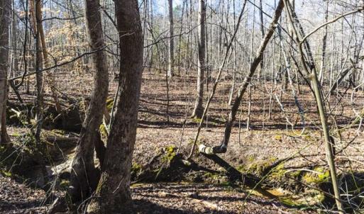 Photo of 15 Acres + / -  of Timber and Residential Land For Sale in Franklin County NC!