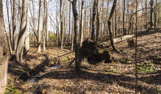 Photo of 15 Acres + / -  of Timber and Residential Land For Sale in Franklin County NC!