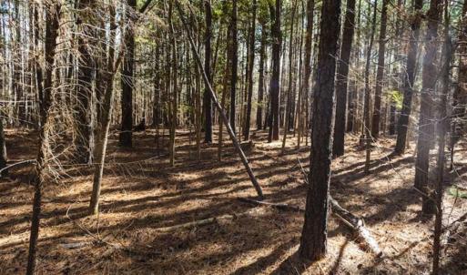 Photo of 15 Acres + / -  of Timber and Residential Land For Sale in Franklin County NC!