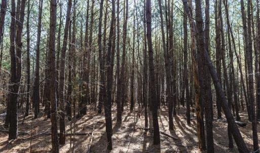 Photo of 15 Acres + / -  of Timber and Residential Land For Sale in Franklin County NC!