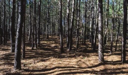 Photo of 15 Acres + / -  of Timber and Residential Land For Sale in Franklin County NC!