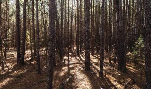 Photo of 15 Acres + / -  of Timber and Residential Land For Sale in Franklin County NC!