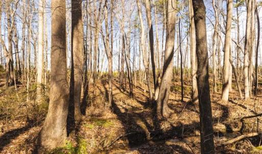 Photo of 15 Acres + / -  of Timber and Residential Land For Sale in Franklin County NC!