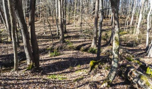 Photo of 15 Acres + / -  of Timber and Residential Land For Sale in Franklin County NC!