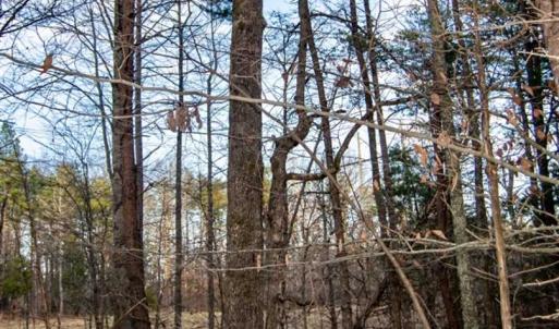 Photo of 20 acres of Hunting and Recreational Land For Sale in Halifax County VA!