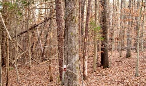 Photo of 20 acres of Hunting and Recreational Land For Sale in Halifax County VA!