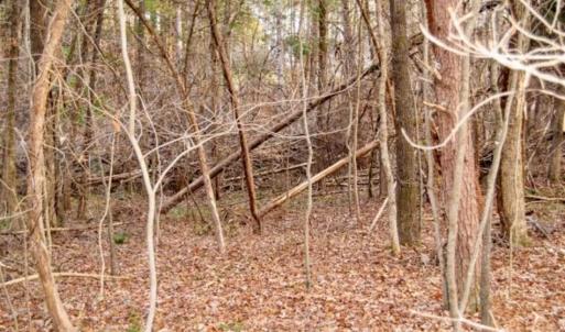 Photo of 20 acres of Hunting and Recreational Land For Sale in Halifax County VA!