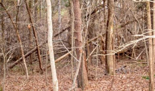 Photo of 20 acres of Hunting and Recreational Land For Sale in Halifax County VA!