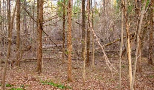 Photo of 20 acres of Hunting and Recreational Land For Sale in Halifax County VA!