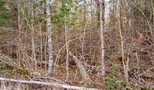Photo of 20 acres of Hunting and Recreational Land For Sale in Halifax County VA!