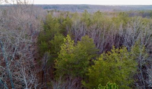 Photo of 20 acres of Hunting and Recreational Land For Sale in Halifax County VA!