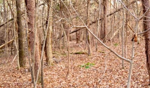 Photo of 20 acres of Hunting and Recreational Land For Sale in Halifax County VA!