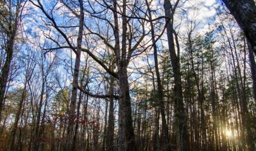 Photo of 20 acres of Hunting and Recreational Land For Sale in Halifax County VA!