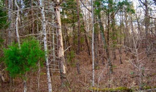 Photo of 20 acres of Hunting and Recreational Land For Sale in Halifax County VA!