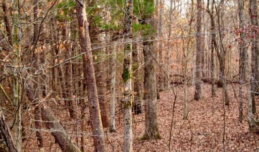 Photo of 20 acres of Hunting and Recreational Land For Sale in Halifax County VA!