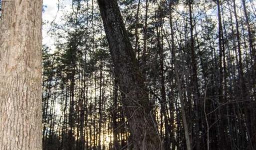 Photo of 20 acres of Hunting and Recreational Land For Sale in Halifax County VA!