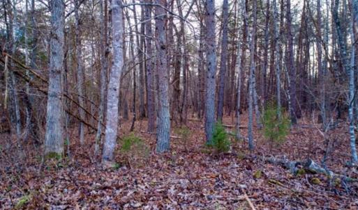 Photo of 20 acres of Hunting and Recreational Land For Sale in Halifax County VA!