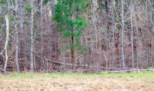 Photo of 20 acres of Hunting and Recreational Land For Sale in Halifax County VA!