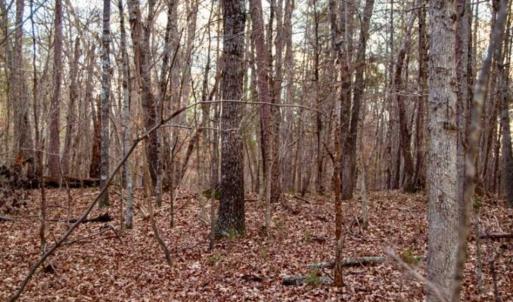 Photo of 20 acres of Hunting and Recreational Land For Sale in Halifax County VA!
