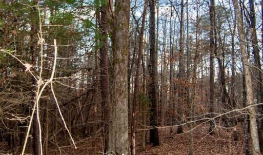 Photo of 20 acres of Hunting and Recreational Land For Sale in Halifax County VA!