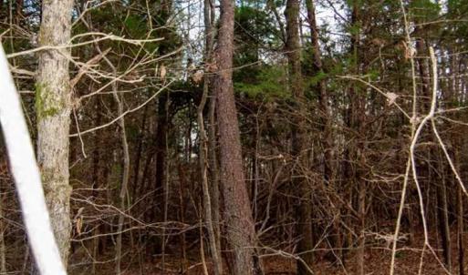 Photo of 20 acres of Hunting and Recreational Land For Sale in Halifax County VA!