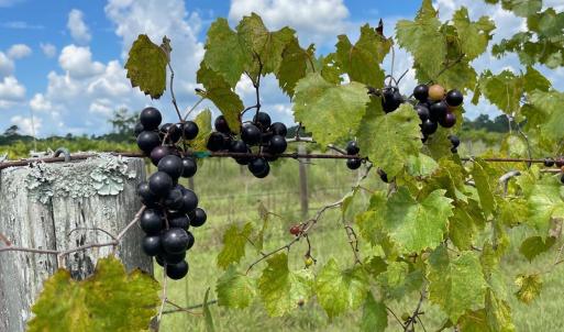 Photo #25 of 1717 Heritage Rd., Loris, SC 51.3 acres