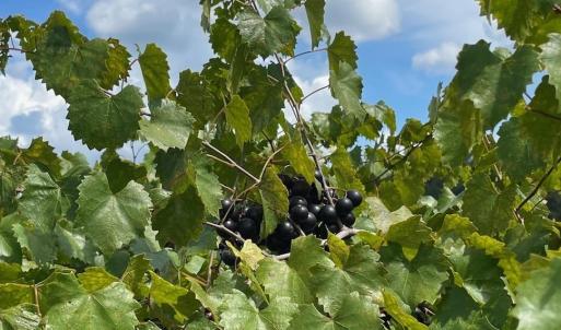 Photo #32 of 1717 Heritage Rd., Loris, SC 51.3 acres