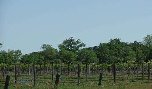 Photo #21 of 1717 Heritage Rd., Loris, SC 51.3 acres