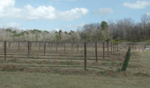 Photo #7 of 1717 Heritage Rd., Loris, SC 51.3 acres