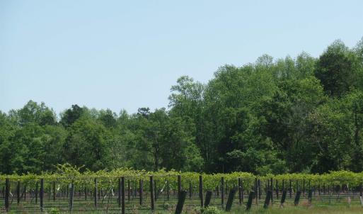 Photo #19 of 1717 Heritage Rd., Loris, SC 51.3 acres