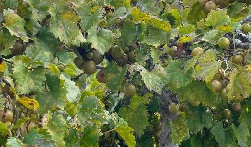 Photo #30 of 1717 Heritage Rd., Loris, SC 51.3 acres