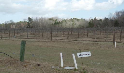 Photo #8 of 1717 Heritage Rd., Loris, SC 51.3 acres